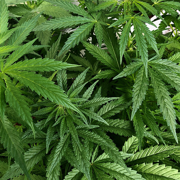 大麻植物（SUMMERWOOD）