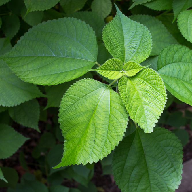 苎麻植物（SUMMERWOOD）